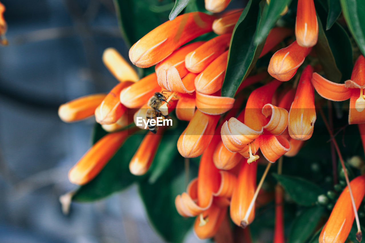 Close-up of bee and yellow flowering plant