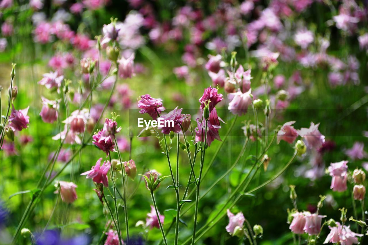 Close-up of pink flowers