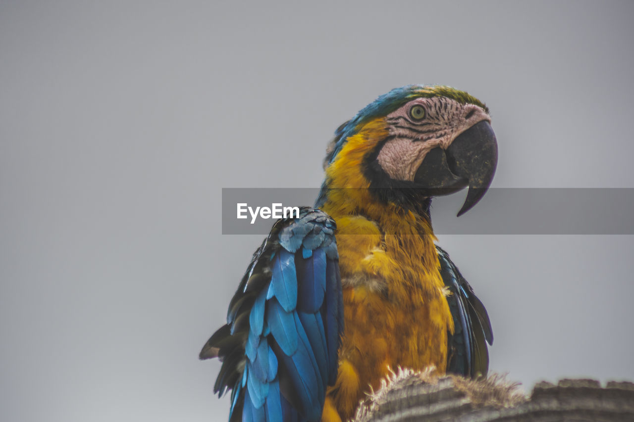 Close-up of a bird perching on the tree 