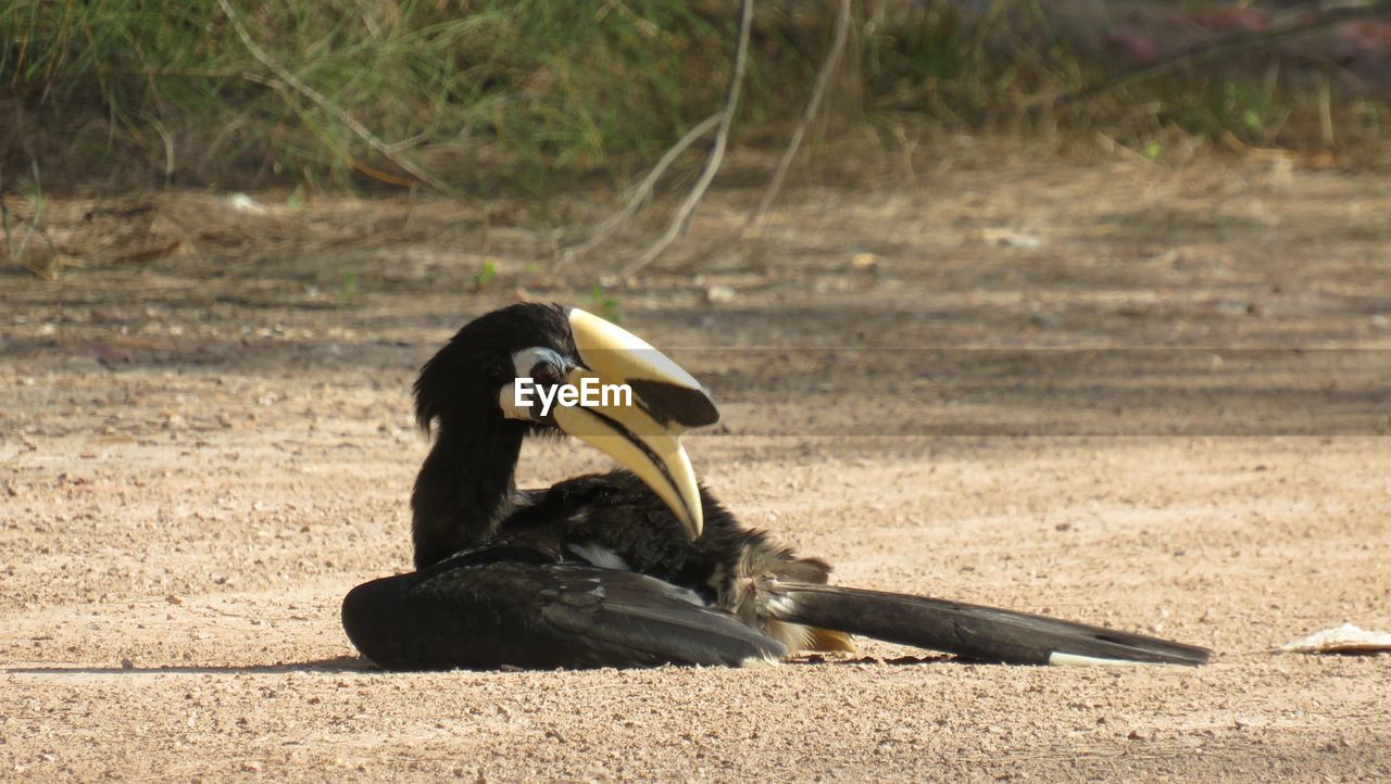 VIEW OF A BIRD IN FIELD