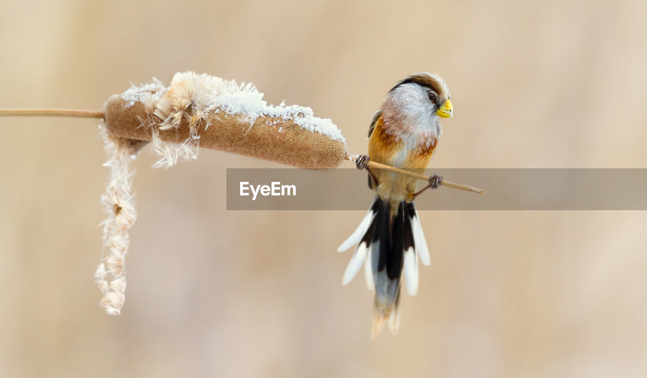 Bird perching on plant