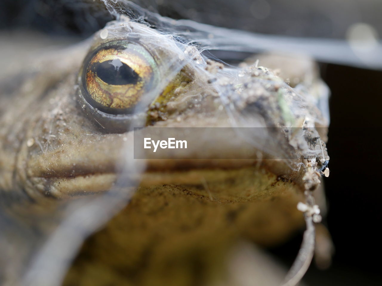 Close-up of toad 