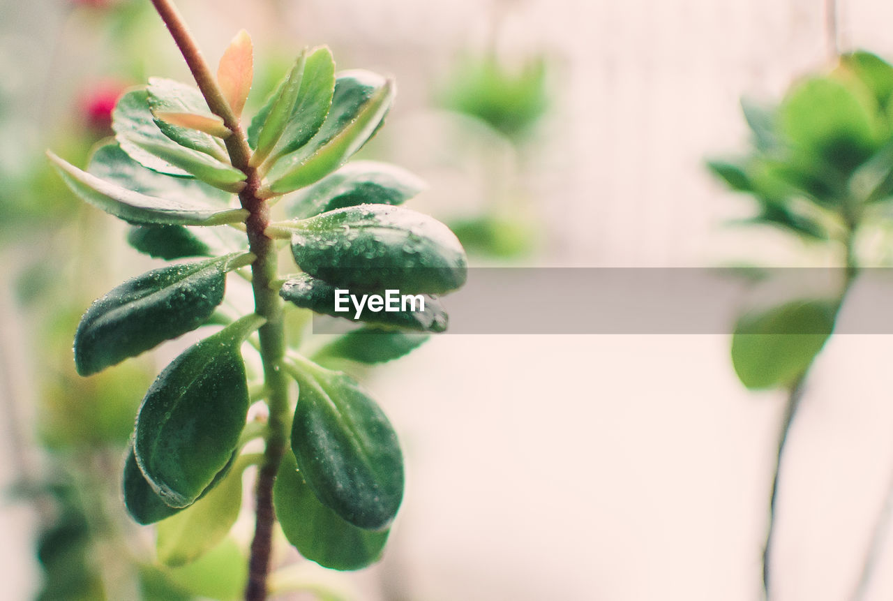 Leaves of succulent sedum or hylotelephium spectabile, ice plant or stonecrop