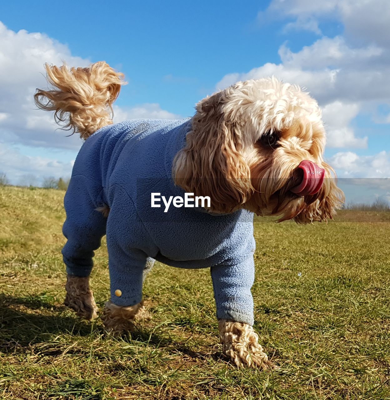 WOMAN WITH DOG ON FIELD AGAINST SKY