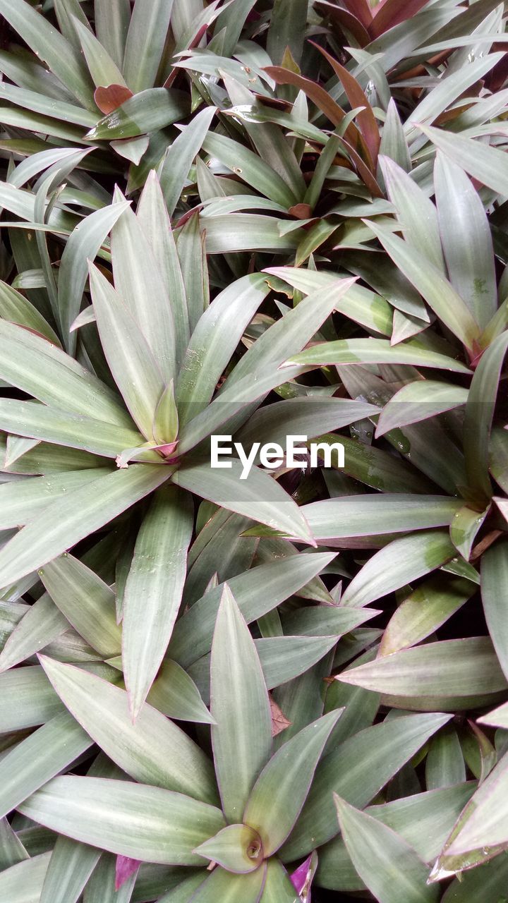 HIGH ANGLE VIEW OF PLANTS