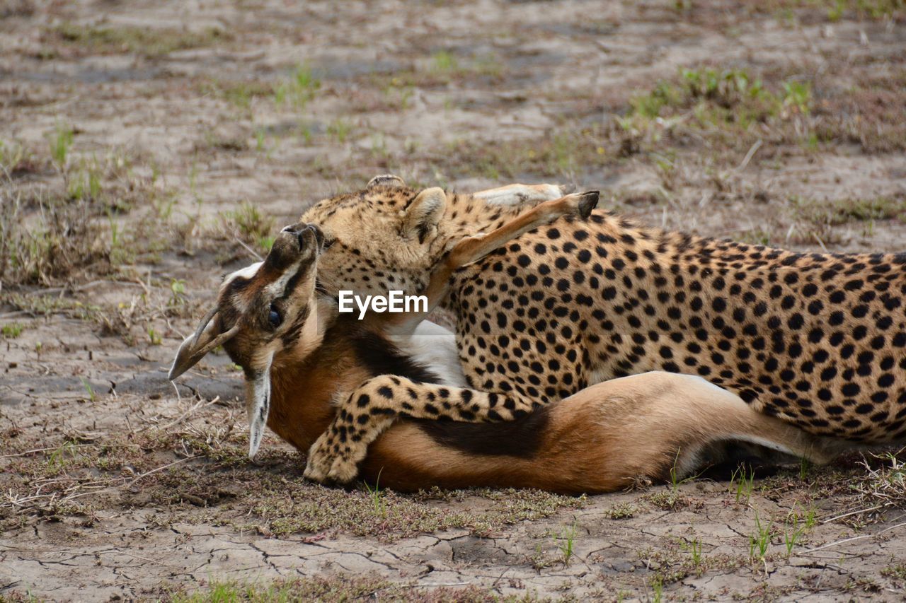 TIGER LYING ON DIRT