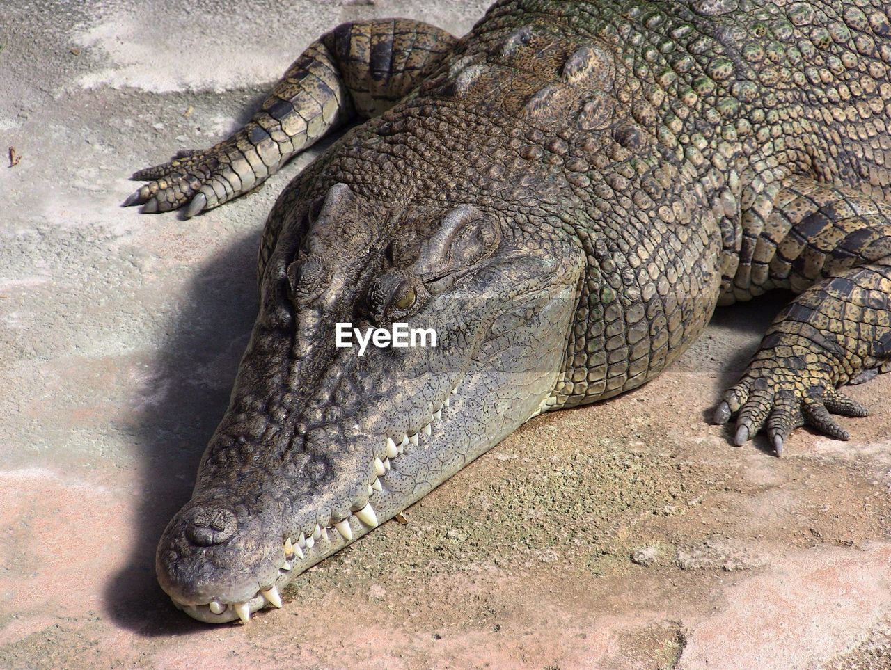 Close-up of a crocodile