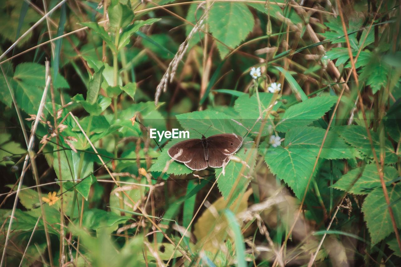 CLOSE-UP OF INSECT ON MUSHROOM