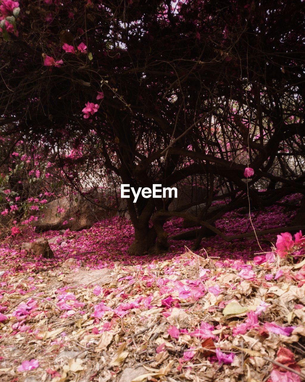 CLOSE-UP OF FRESH PINK FLOWER TREE IN GARDEN