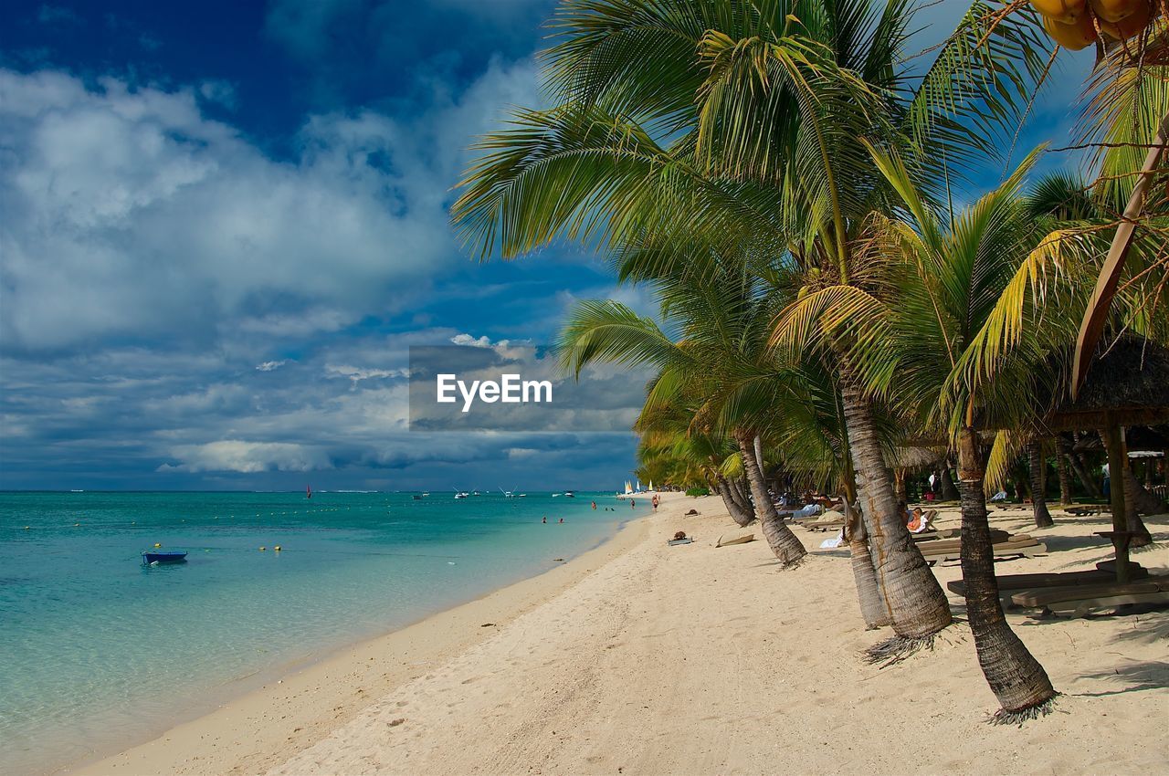 Palm tree on beach against sky