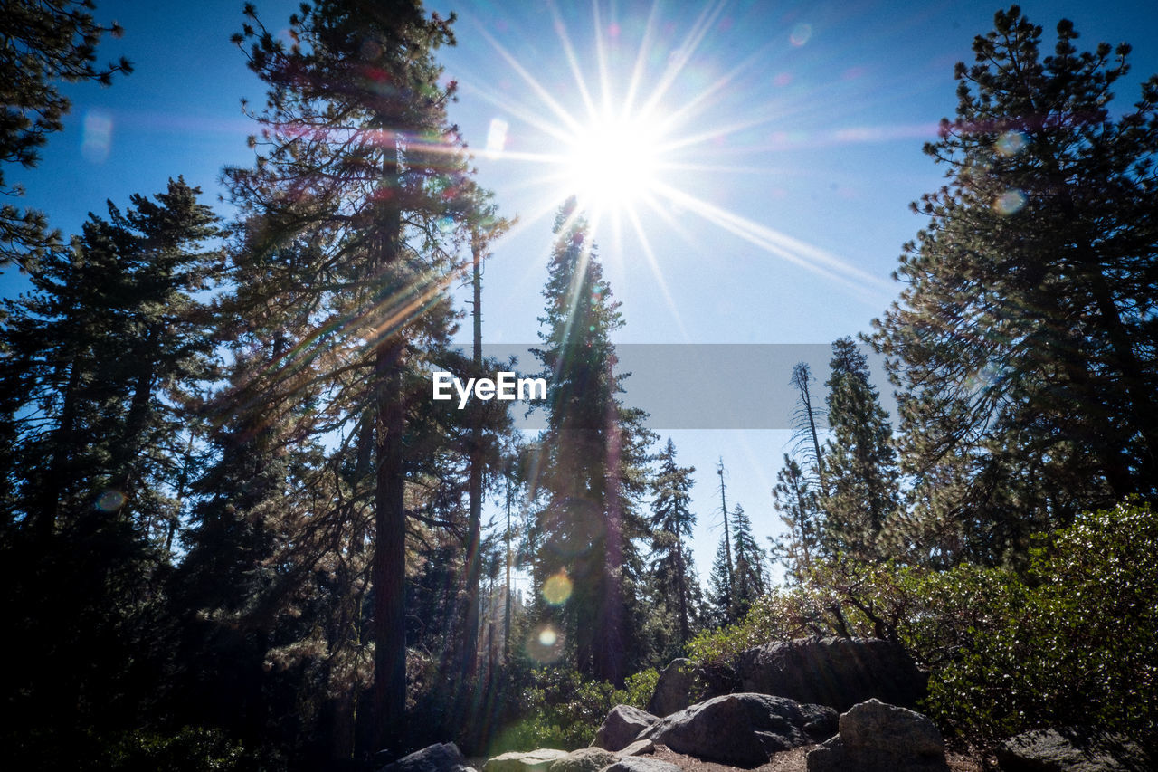 Low angle view of sunlight streaming through trees in forest