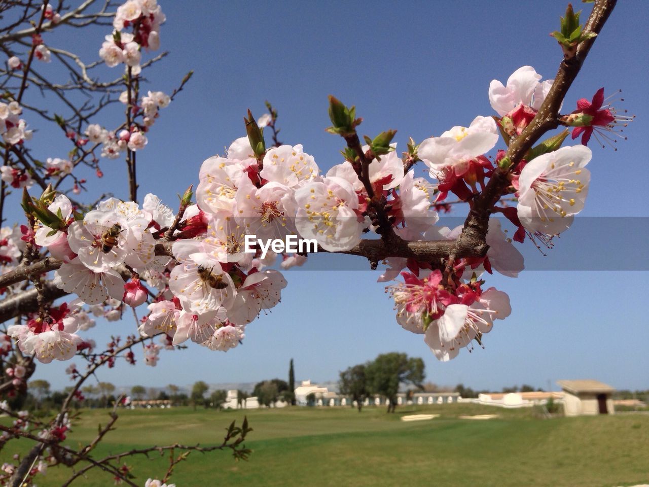 Flowers blooming on branch against clear sky