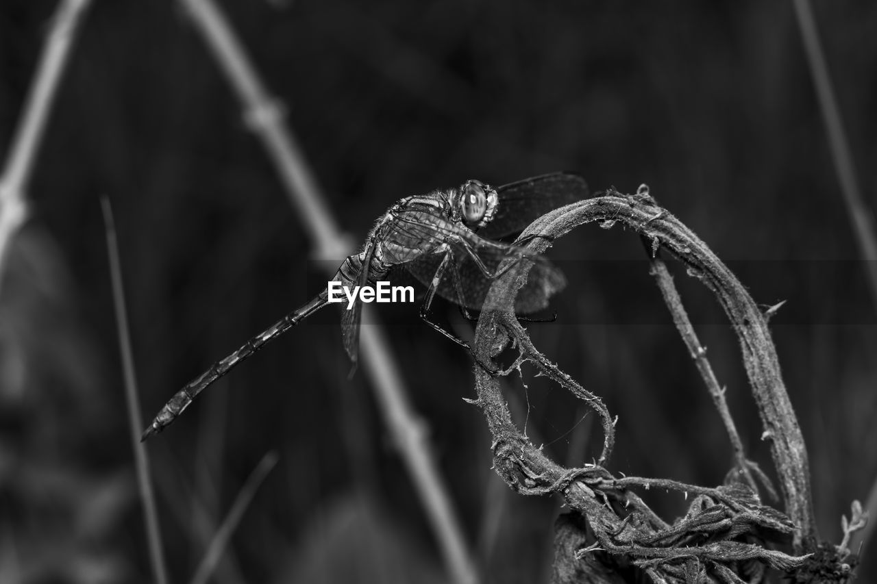 CLOSE-UP OF DRY LEAF