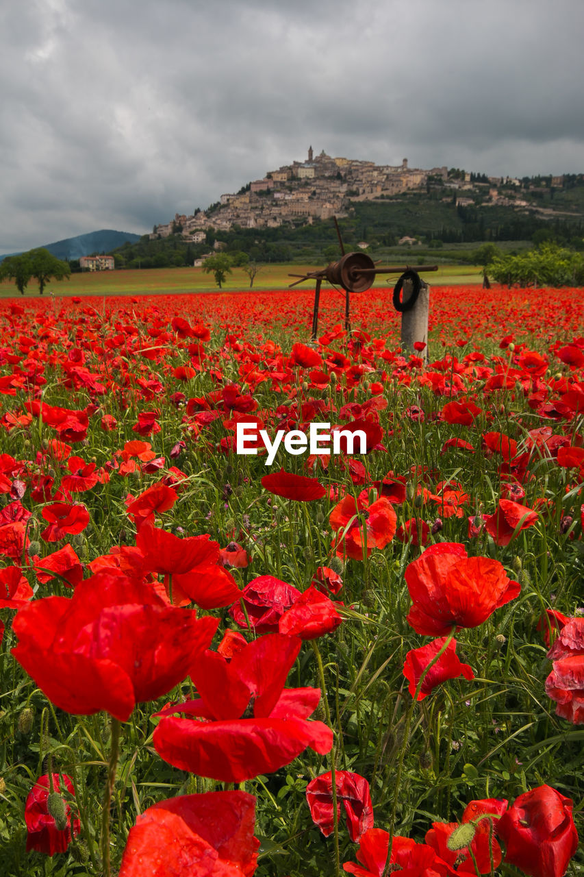 Beautiful field of red poppies in the countryside of trevi, umbria