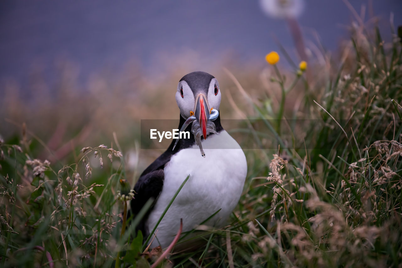 Puffin perching on field