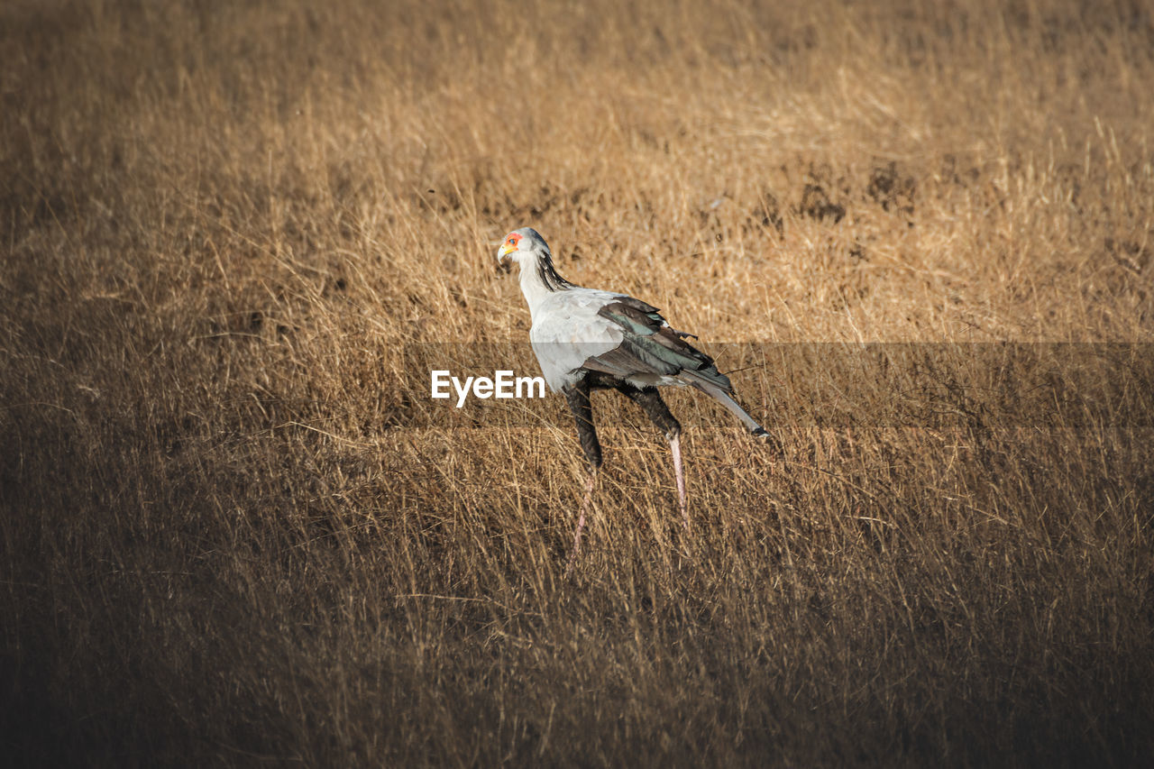 animal themes, animal, animal wildlife, wildlife, bird, one animal, nature, grass, no people, plant, outdoors, day, prairie, side view, full length