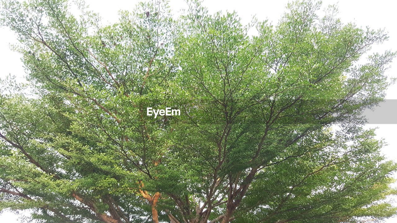 CLOSE-UP OF TREE AGAINST SKY