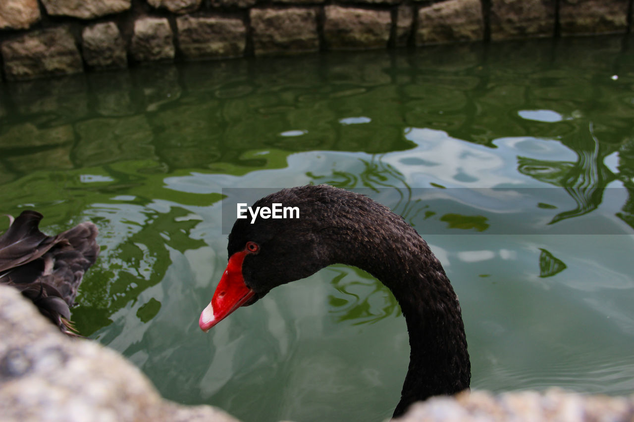 Close-up of swan swimming in lake