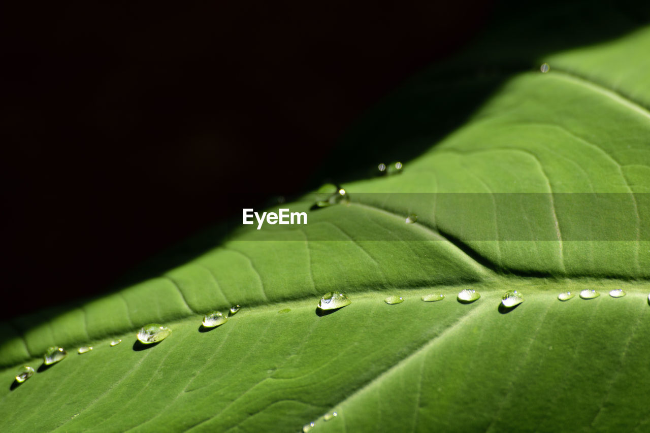 Close-up of water drops on green leaf