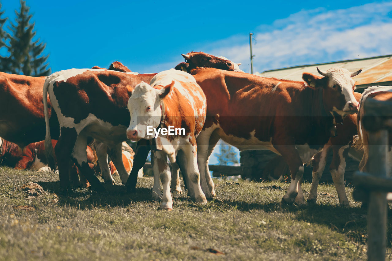 Cows on field