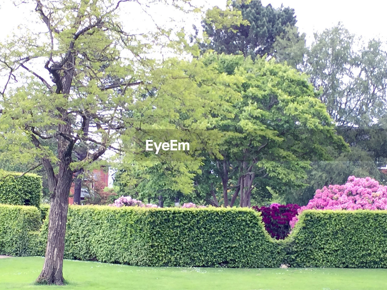 FLOWERS AND TREES AGAINST PLANTS