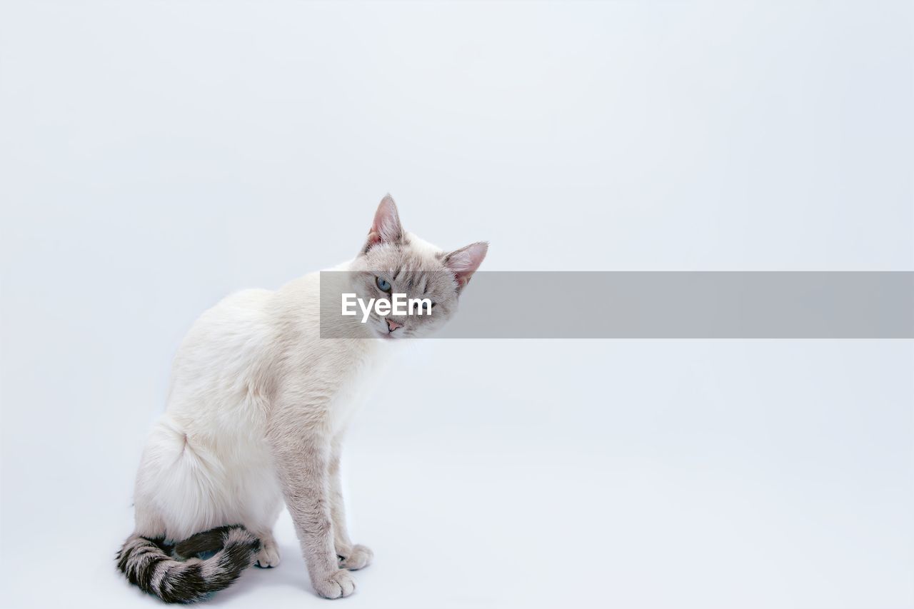 Portrait of cat sitting on white background