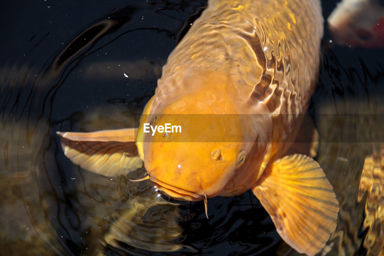 High angle view of koi carp swimming in pond