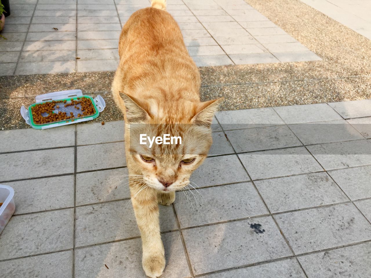 High angle view of cat on footpath
