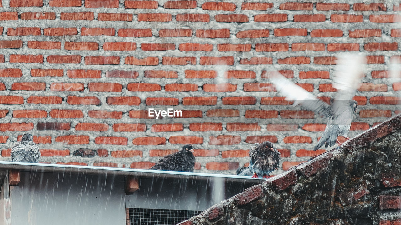 View of building wall with bird