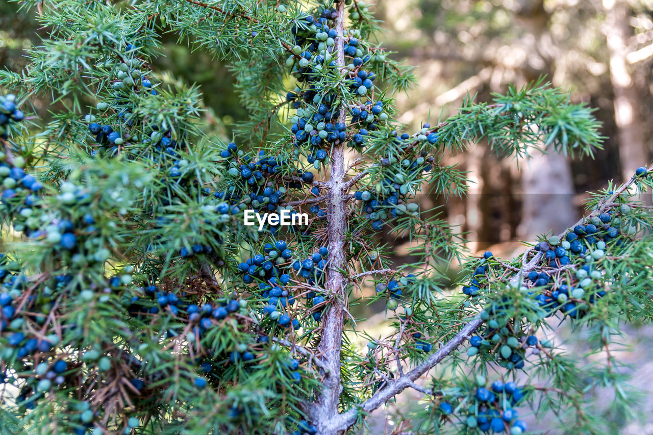 Close-up of pine tree