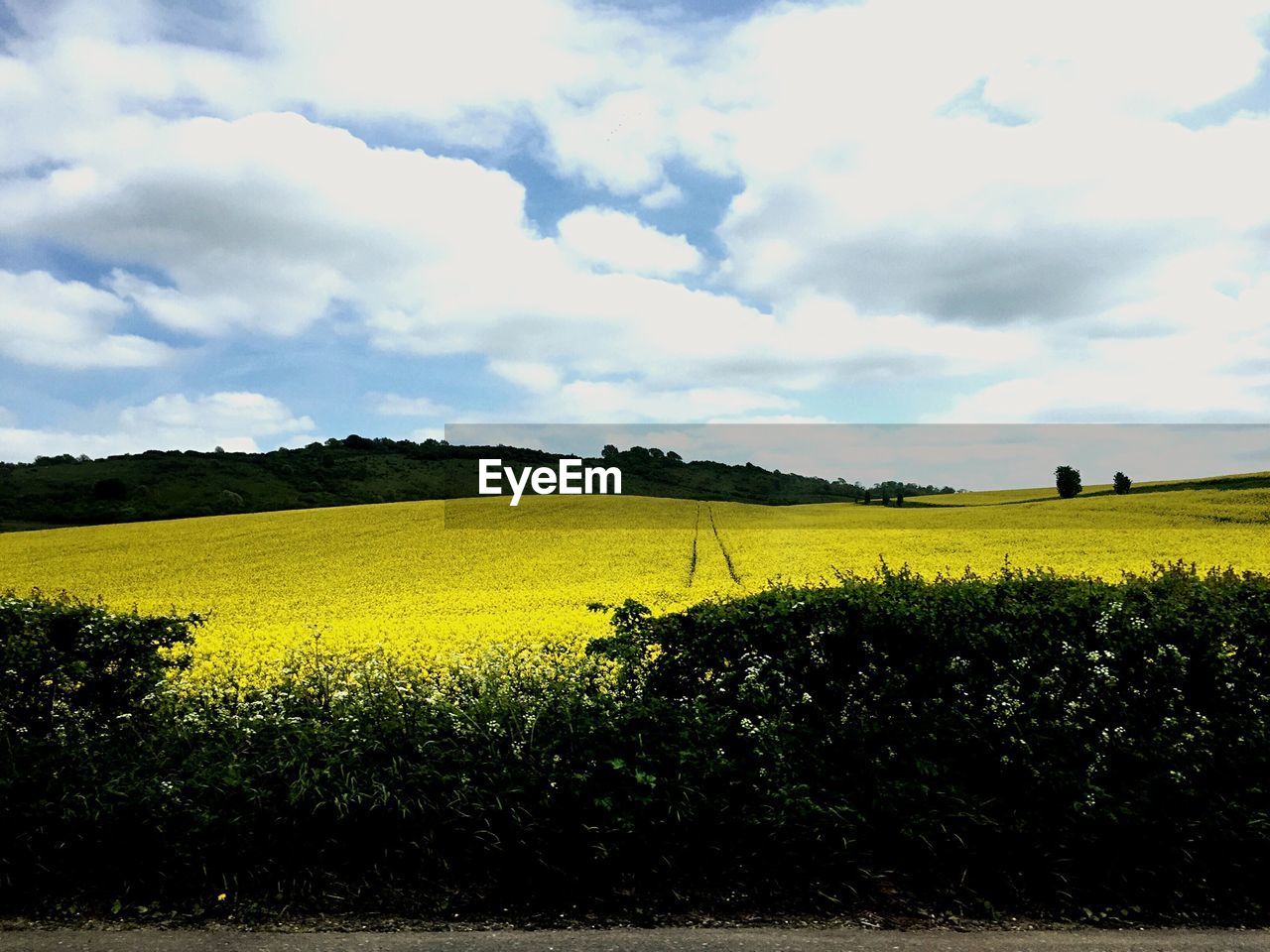 SCENIC VIEW OF RURAL LANDSCAPE