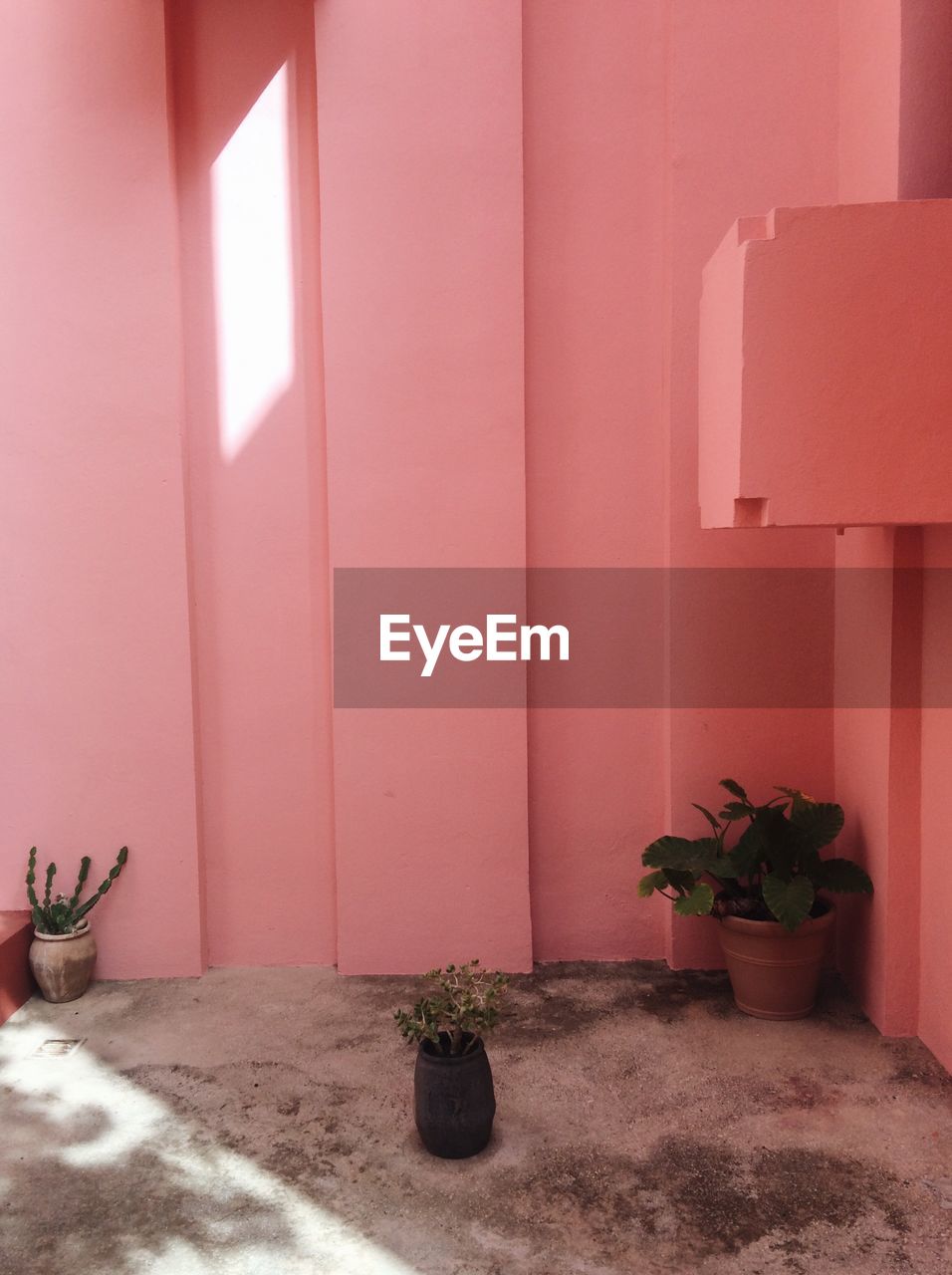 POTTED PLANT BY WINDOW IN BUILDING