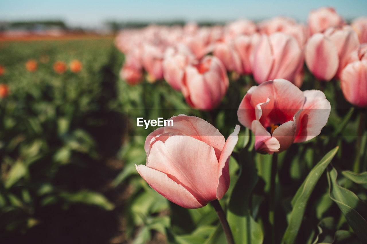 plant, flower, flowering plant, beauty in nature, freshness, pink, nature, petal, close-up, fragility, flower head, growth, inflorescence, focus on foreground, tulip, no people, leaf, outdoors, plant part, day, botany, springtime, sky, blossom, landscape, land, sunlight, flowerbed, summer