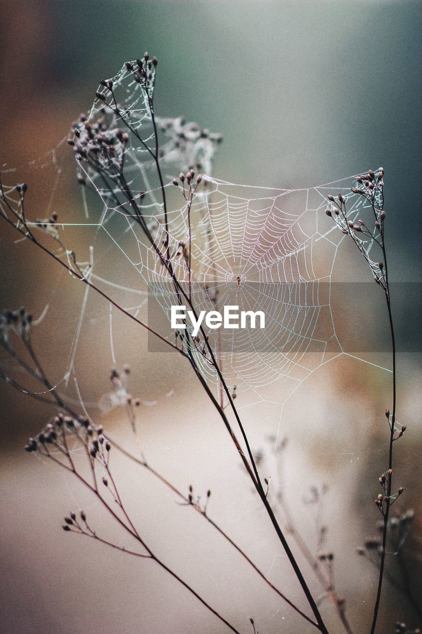 Close-up of dry spider web on plant