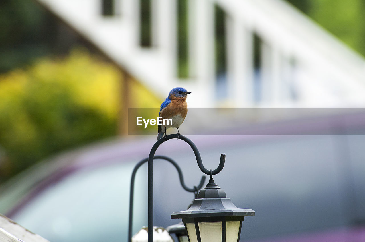 Close-up of eastern bluebird perching on lamp