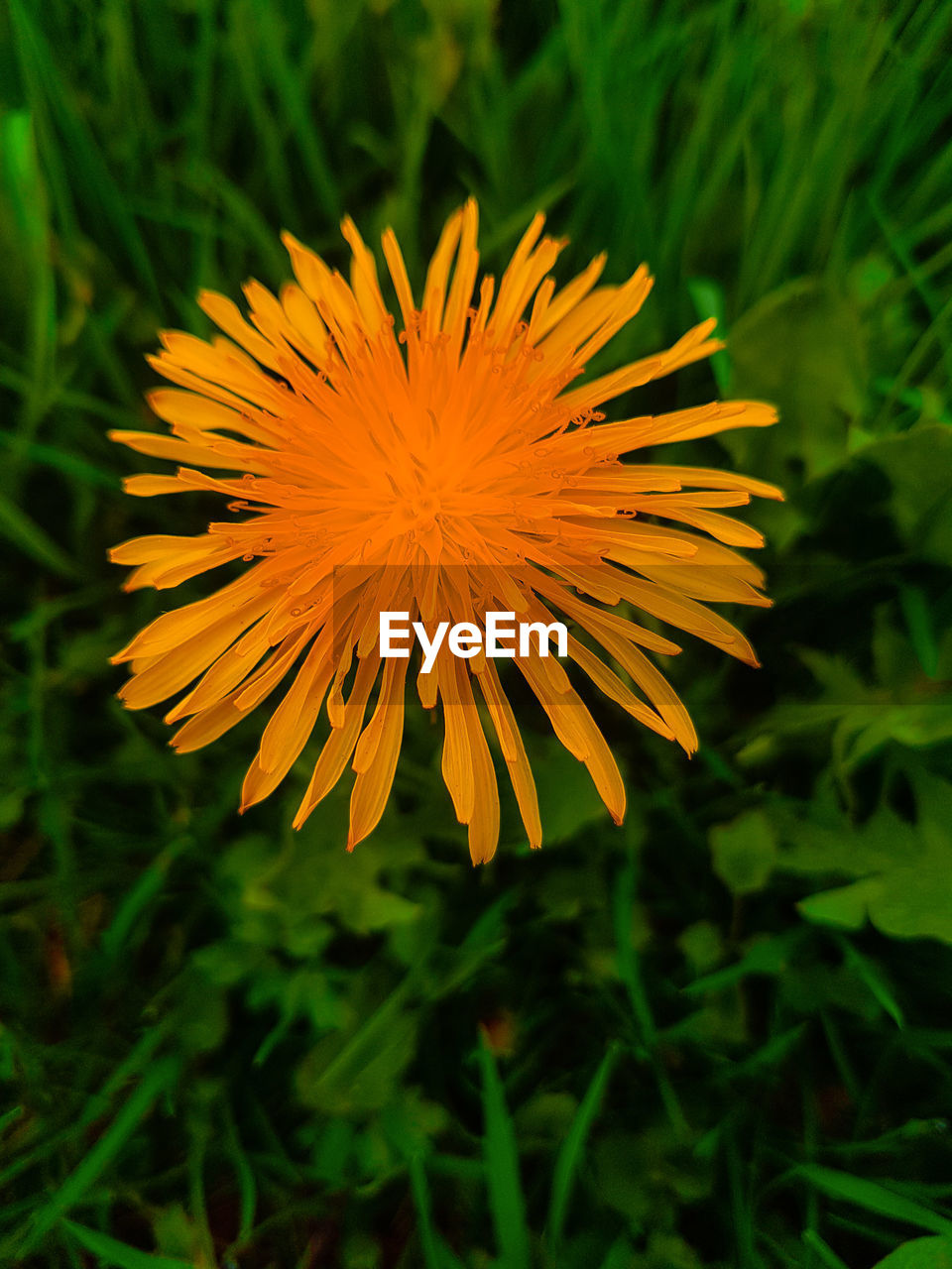 CLOSE-UP OF YELLOW FLOWER