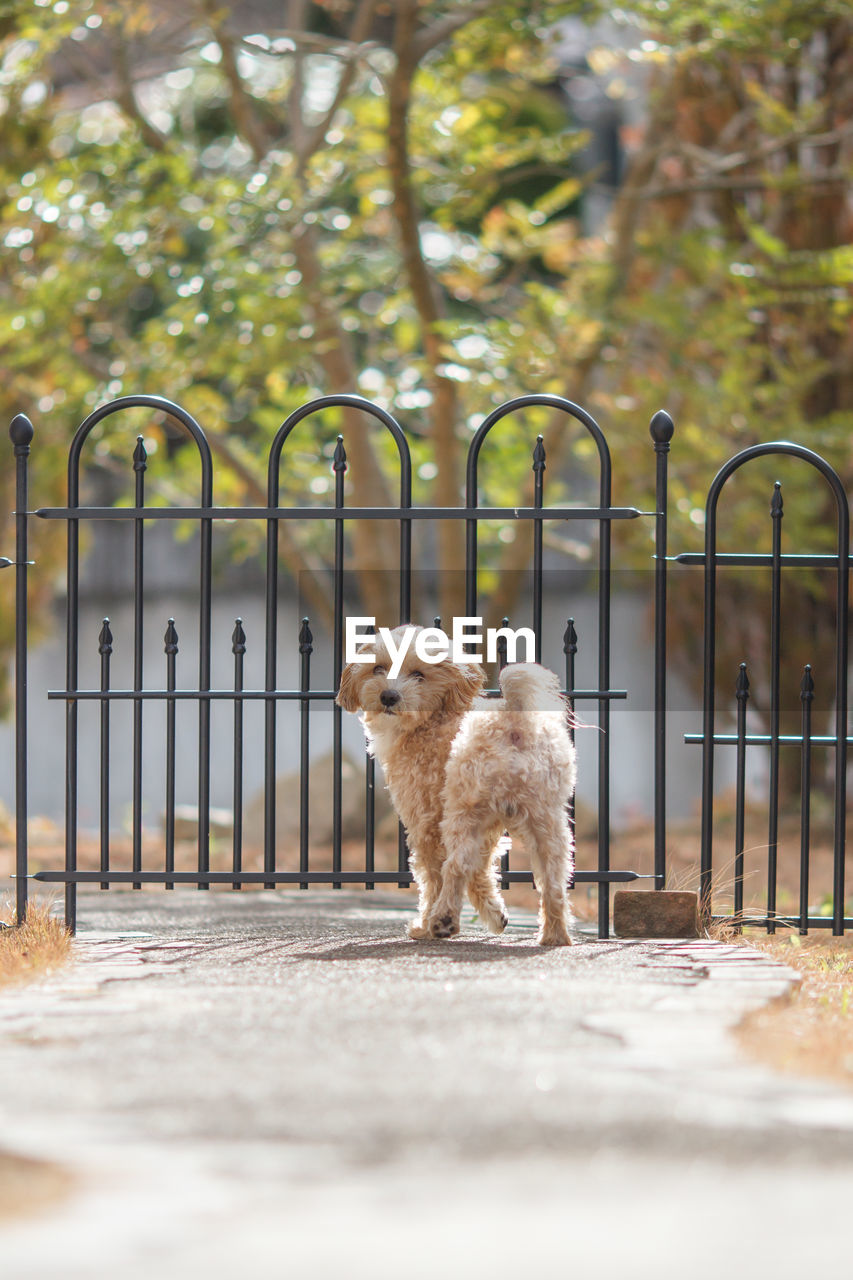 Dog standing on footpath