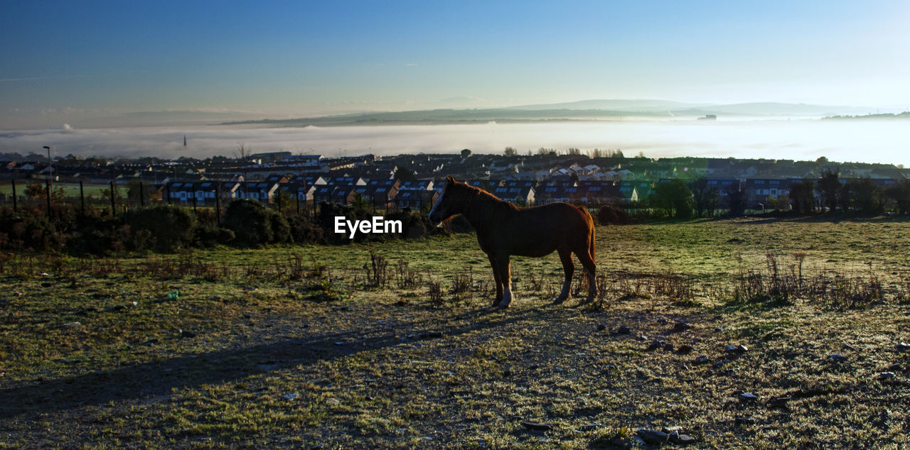 Horse on field against sky