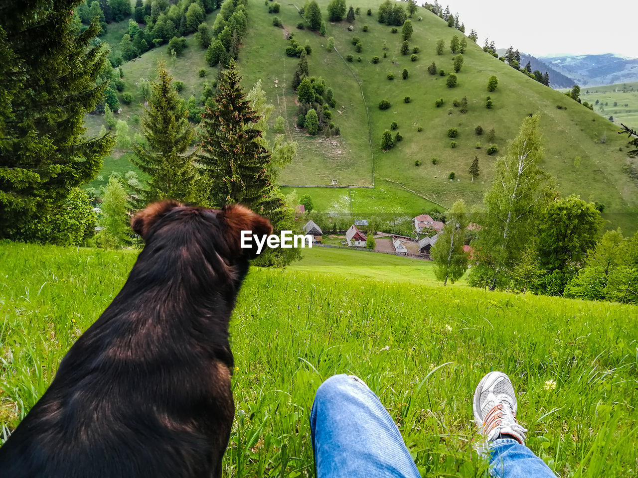 REAR VIEW OF WOMAN WITH DOG ON LAND