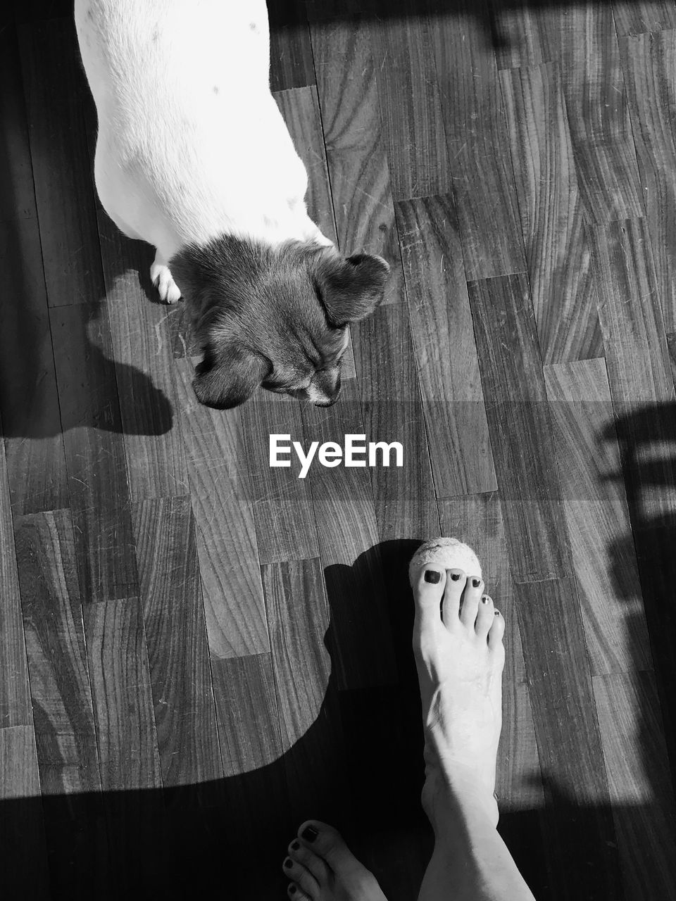 white, black, black and white, monochrome photography, low section, monochrome, human leg, indoors, animal, one person, high angle view, animal themes, flooring, one animal, hardwood floor, domestic animals, pet, lifestyles, mammal, personal perspective, human foot, wood, adult, limb, darkness, shoe, home interior, women, human limb, directly above, cat, standing, hand, relaxation, barefoot