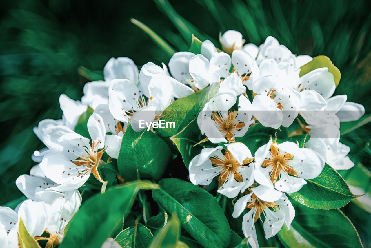 Close-up of white flowering plants