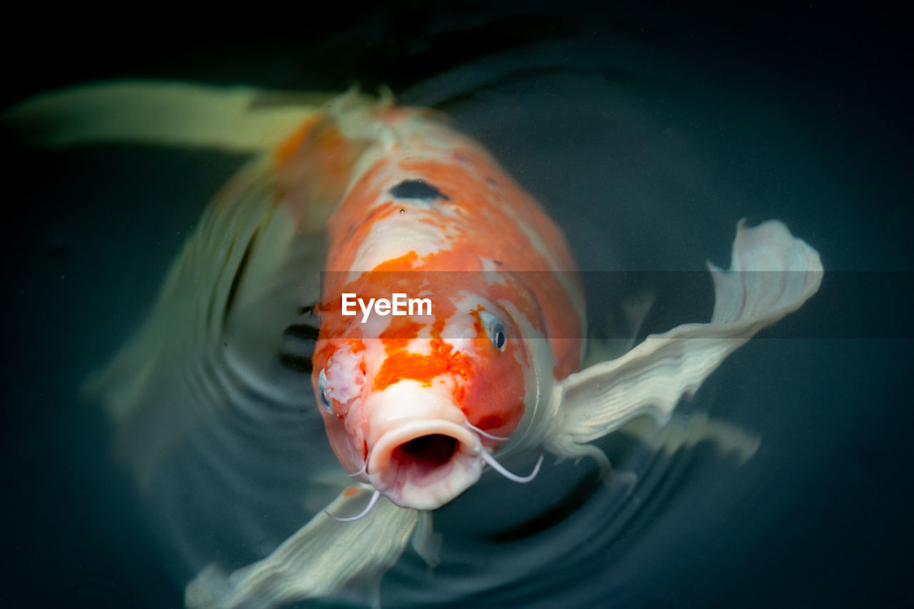 CLOSE-UP OF A FISH IN SEA