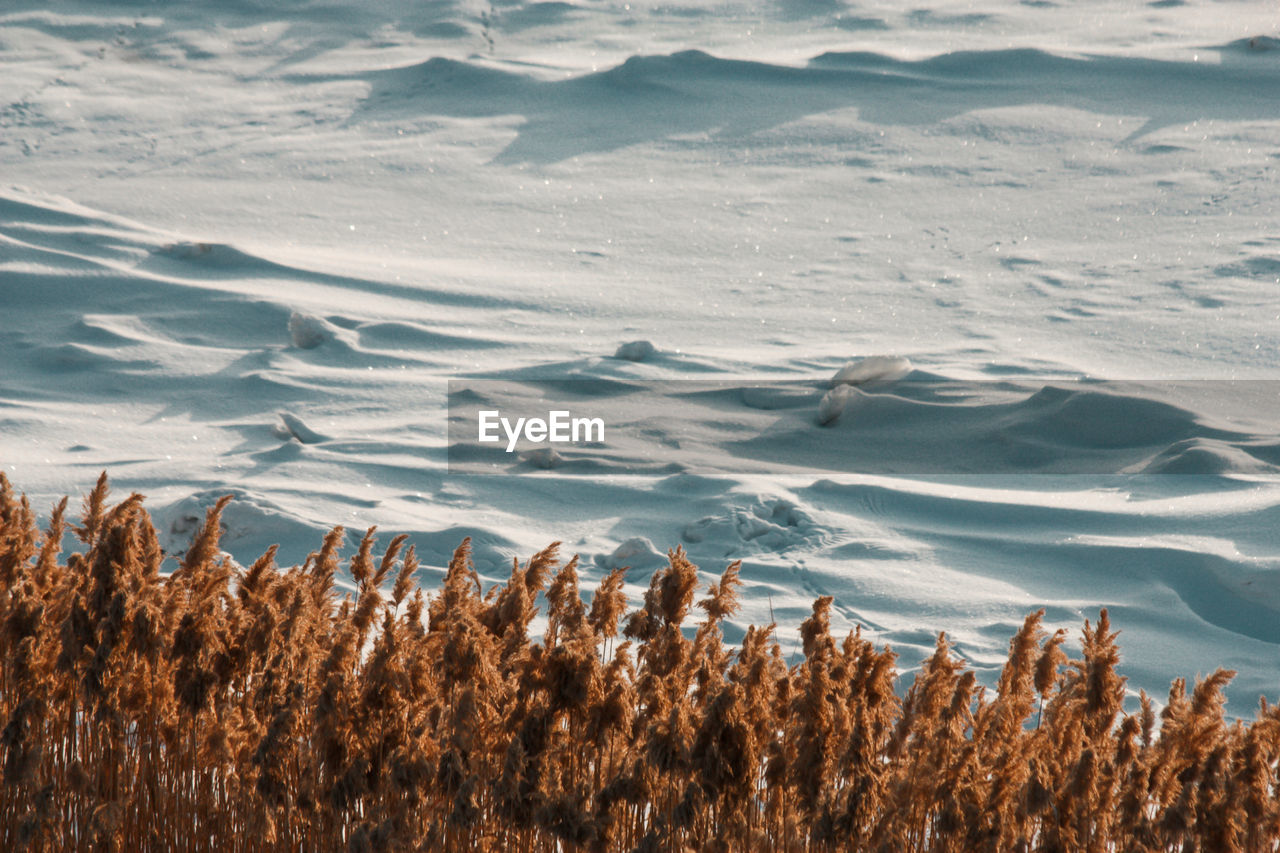 HIGH ANGLE VIEW OF PLANTS ON SHORE