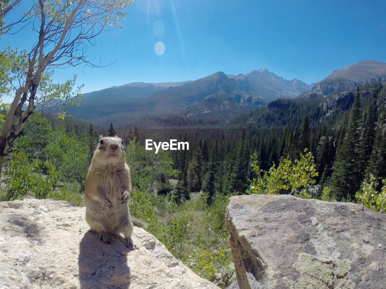 Squirrel sitting on rock against mountain during sunny day