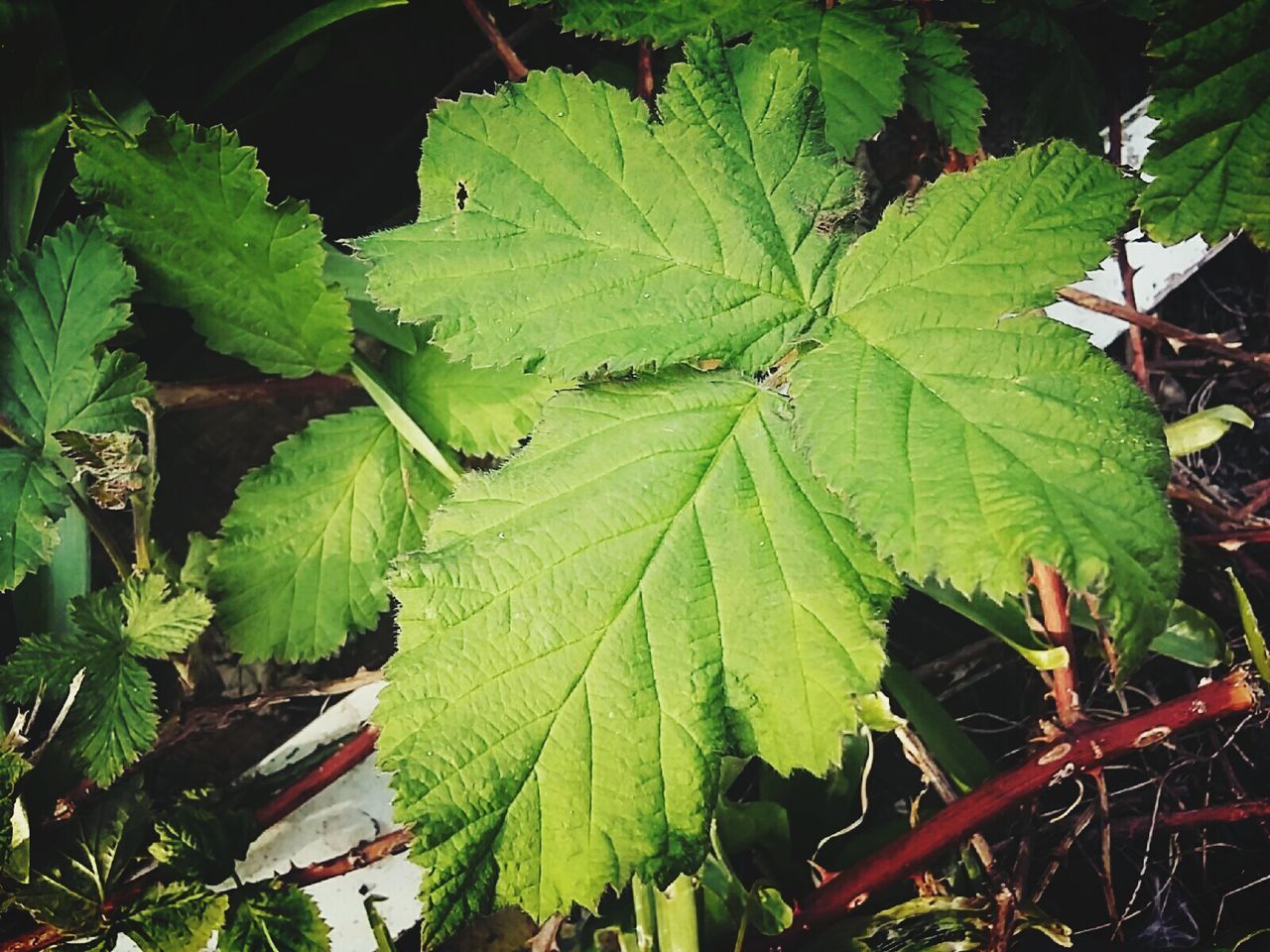 CLOSE-UP OF GREEN LEAVES