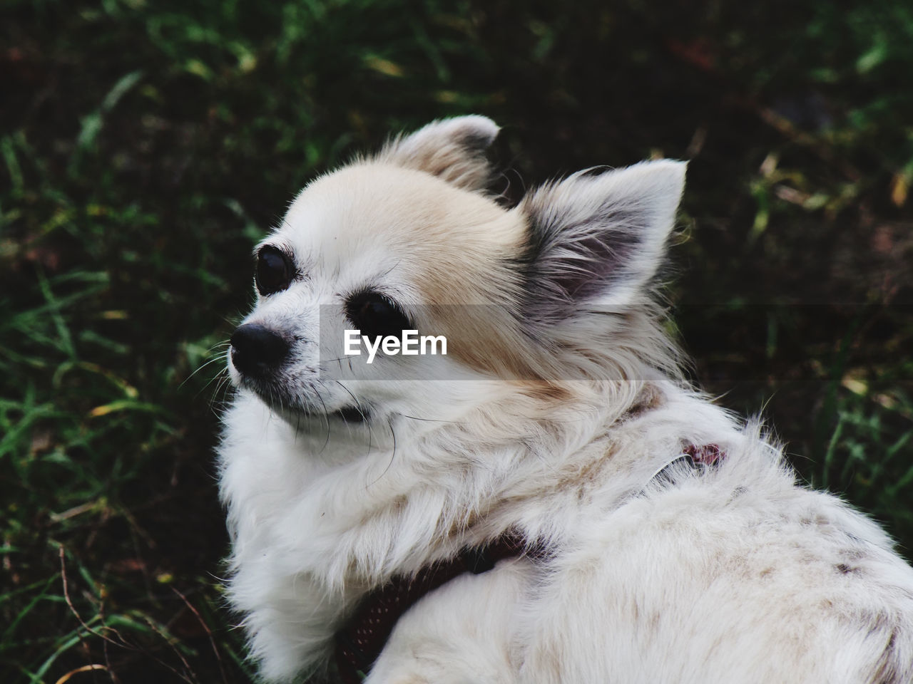 Close-up of a dog looking away