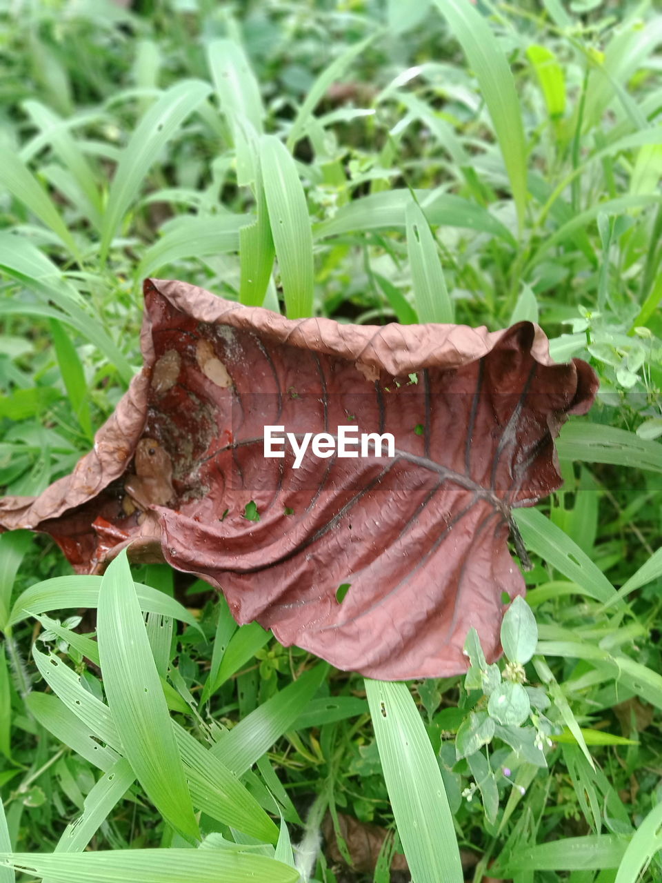 CLOSE-UP OF FRESH GREEN LEAVES WITH FLOWERS IN FIELD