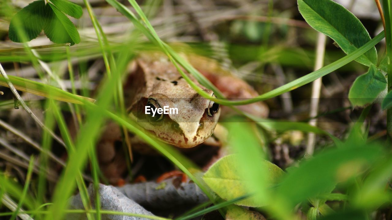 Close-up of frog amidst grass