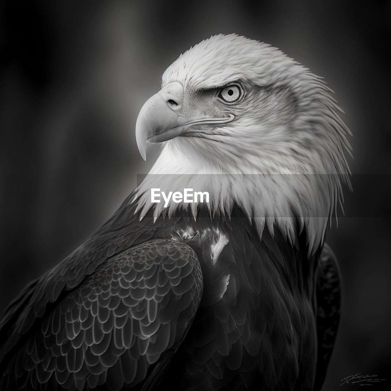 Close up eagle