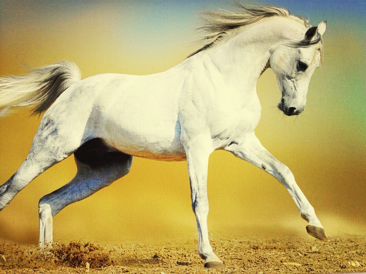 White horse in motion
